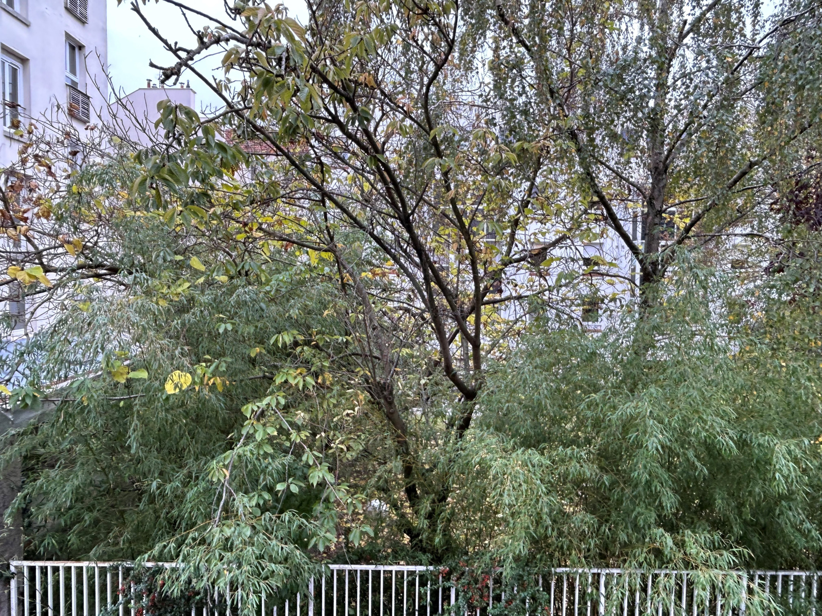 Image_, Appartement, Montrouge, ref :V50005179